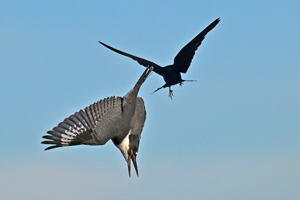 Purple Martin